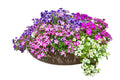 Petunia Flower Seeds 200+ Non-GMO Rare Seeds for Planting | Petunia hybrida