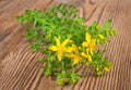 St John Wort Herb Seeds 500 Seeds Hypericum perforatum Medicinal Plant for Planting