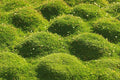 Irish Moss Seeds - 250+ Seeds - Vibrant Ground Cover - Chondrus crispus