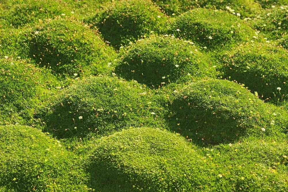 Irish Moss Seeds - 250+ Seeds - Vibrant Ground Cover - Chondrus crispus