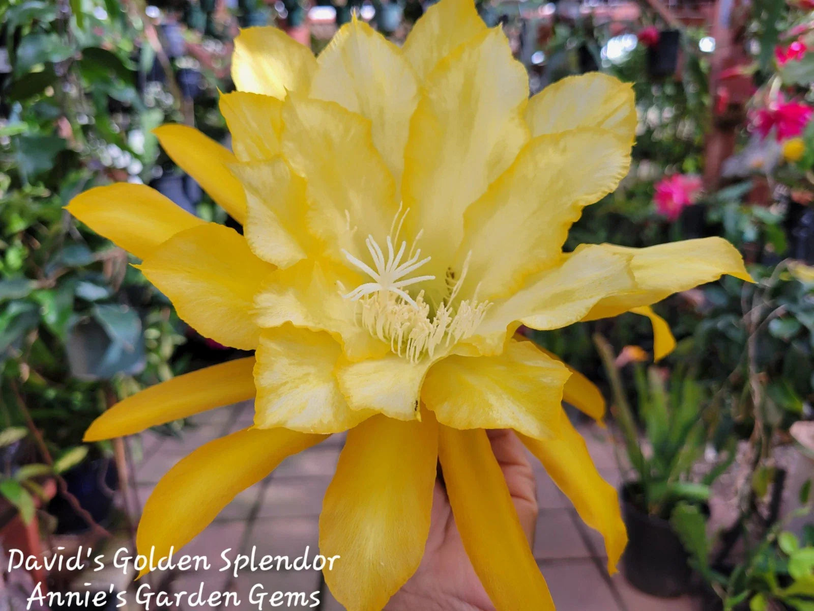 Unrooted Cuttings Epiphyllum David's Golden Splendor - 8 to 10 Inches Long - Tropical Cactus Cutting for Plant Propagation