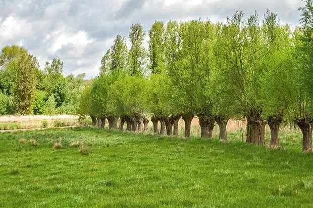 Forage Willow Plants - Fast Growing Shade Provider for Horses and Goats - Salix spp.