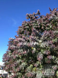 Purple Leaved Acacia Seeds - Baileyana v purpurea - 10 Seeds - Unique Purple Foliage