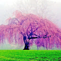 Weeping Sakura Cherry Blossom Tree Seeds - Fast Growing Pendula Variety - Hardy Flowering Plant