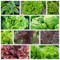 Leaf Lettuce Seeds Collection - Non-GMO, 10 Varieties, Heirloom, Organic, Botanical Name: Lactuca sativa