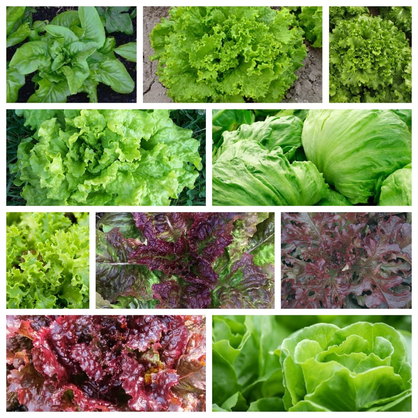 Leaf Lettuce Seeds Collection - Non-GMO, 10 Varieties, Heirloom, Organic, Botanical Name: Lactuca sativa