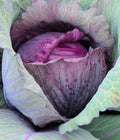 Red Acre Cabbage Seeds - 2g Premium Variety, 400 First-Rate Seeds - Brassica oleracea