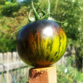 Green Zebra Tomato Seeds - 30+ Heirloom Organic Non-GMO Seeds - Fresh Green Variety - Solanum lycopersicum