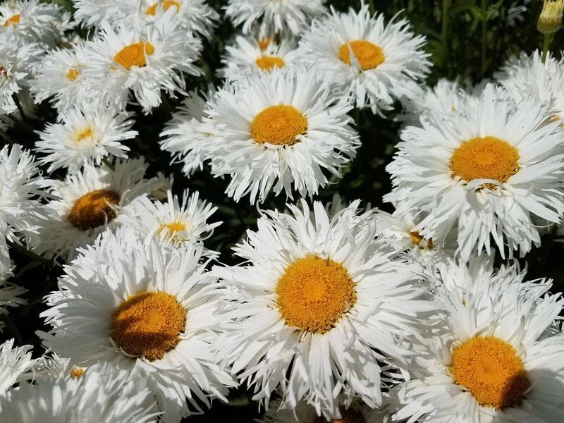 Crazy Daisy Shasta Seeds - Unique Frilly White Flowers - Non-GMO Perennial - 100 Seeds