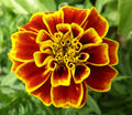French Marigold Seeds - Tagetes Patula 'Durango' - 20 Pack - Vibrant Garden Flowers, Easy to Grow, Free Shipping