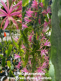 Epiphyllum Orchid Cactus “Marzsonne” | 4” Starter Pot | Rooted Houseplant | Tropical Indoor Plant