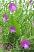 50+ Lathyrus Little Gems Sweet Pea Seeds - Annual Flower Seeds for Garden - Non-GMO, Heirloom Variety