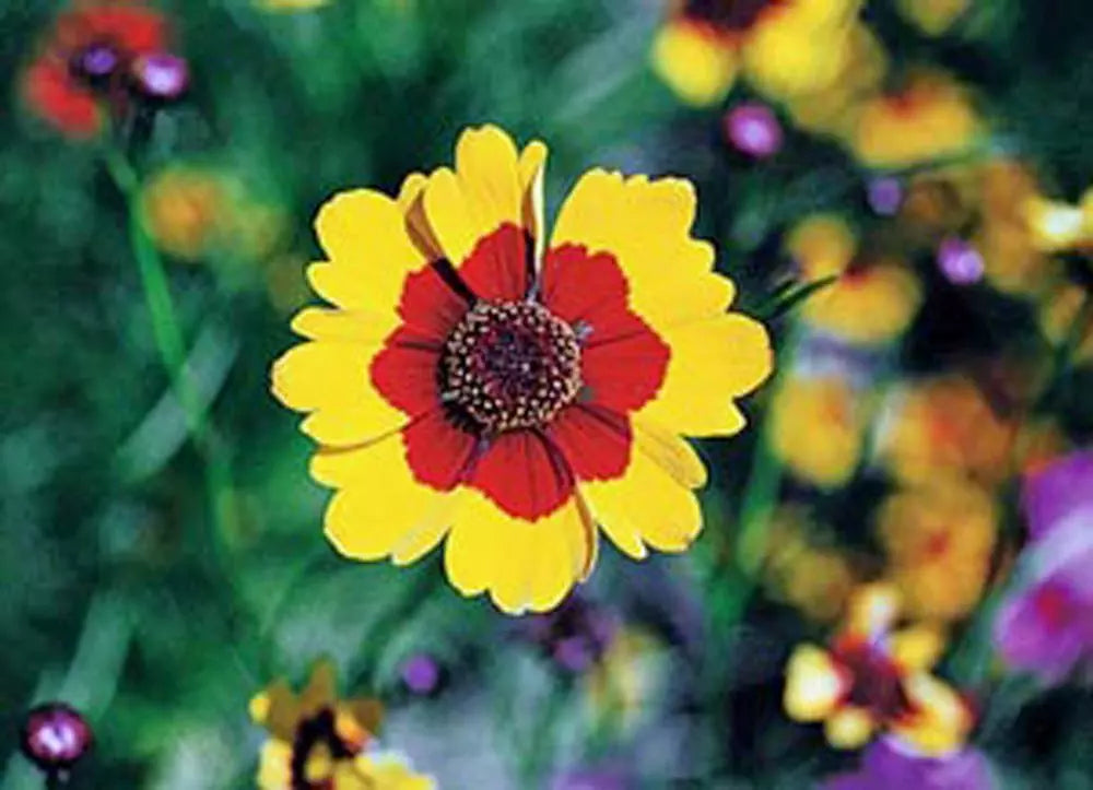 Coreopsis Seeds, 100 Count, Plains Tall Variety, Bright Yellow Flowers, Coreopsis tinctoria