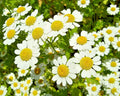 Roman Chamomile Seeds - 100 Seeds - Herb for Sleep, Calming, Healing - Chamaemelum nobile