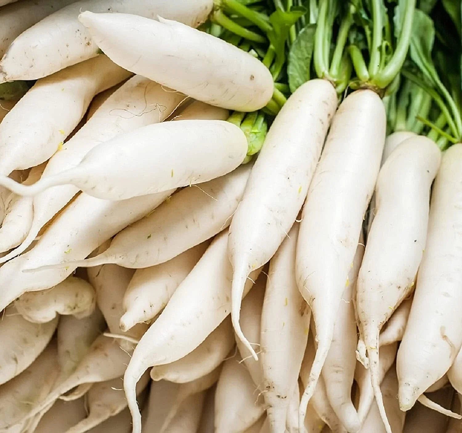 Japanese Daikon Radish Seeds - 100 Heirloom Non-GMO Seeds for Planting - Raphanus sativus