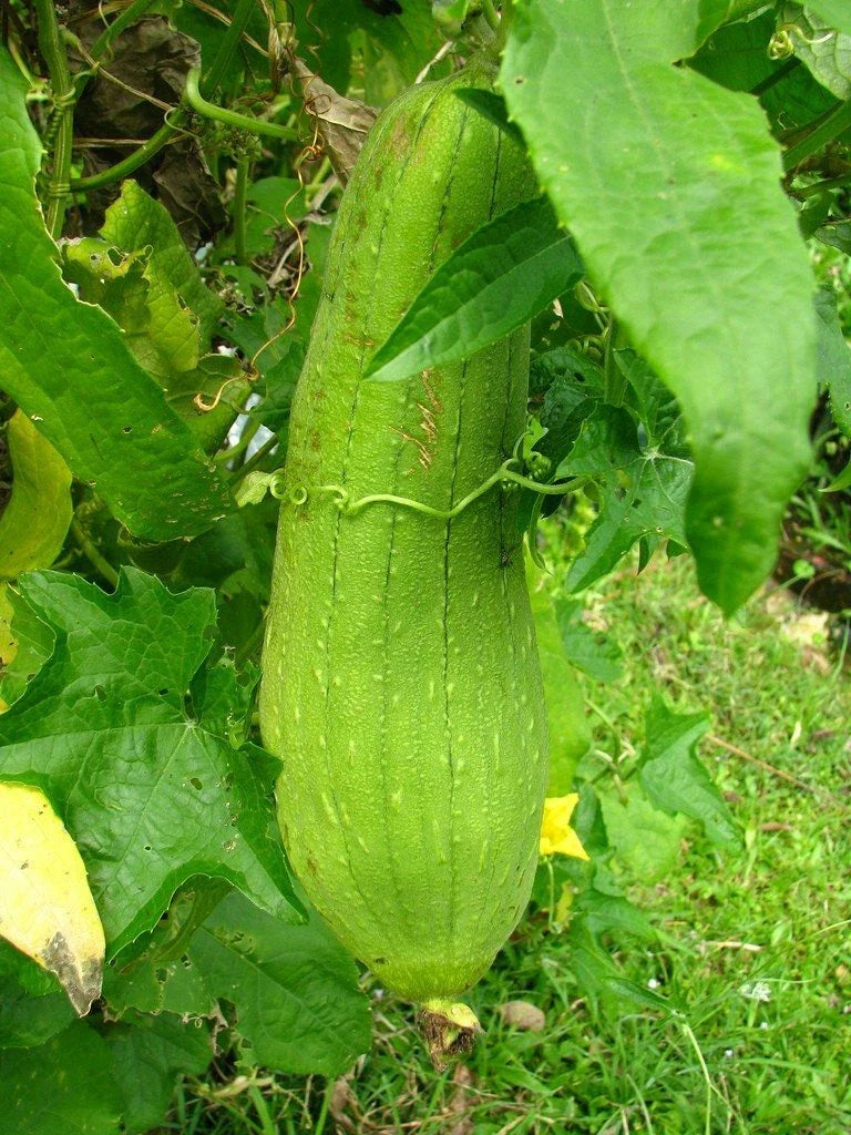 Luffa Gourd Seeds 10 Ct - Heirloom Non-GMO Sponge Vegetable - Luffa cylindrica - USA Grown, Free Shipping