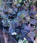 Tradescantia Cuttings - 3 Pieces - Velvet Hill Fuzzy 'Pale Puma' - Tradescantia sillamontana