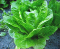 Romaine Lettuce Seeds - 200 Seeds - Nutritious Parris Island Cos - Lactuca sativa