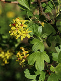 Golden Buffalo Currant Seeds, 30 Count, Ribes aureum, Edible Berry Plant, Native Shrub for Gardens