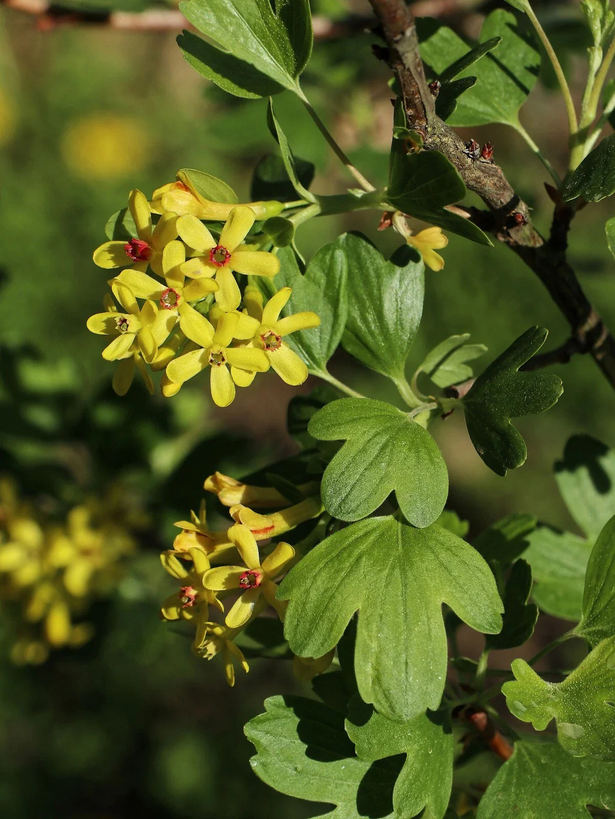 Golden Buffalo Currant Seeds, 30 Count, Ribes aureum, Edible Berry Plant, Native Shrub for Gardens