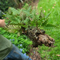 Live Resurrection Fern Plant on Stick Terrarium (Pleopeltis polypodioides)