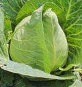 Early Jersey Wakefield Cabbage Seeds - Heirloom Vegetable Seeds - 300+ Count - Brassica oleracea