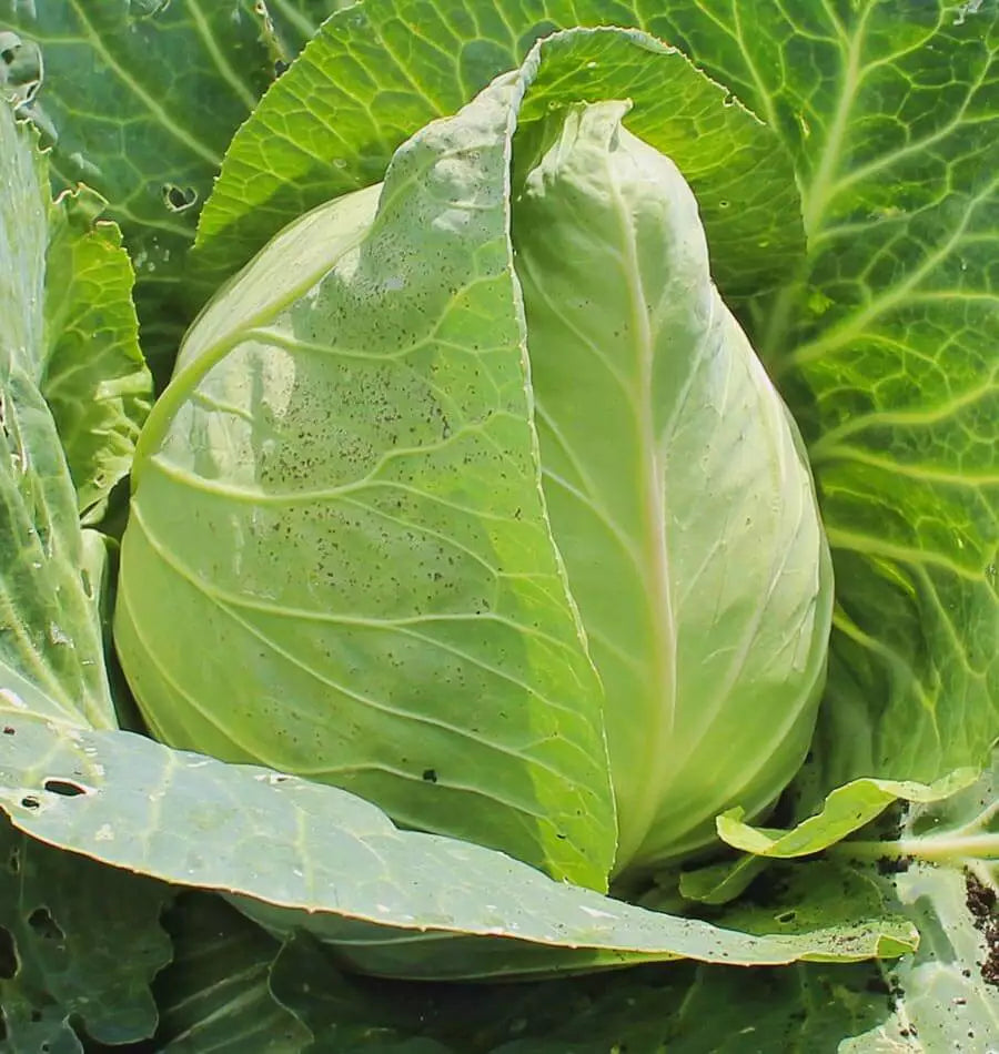 Early Jersey Wakefield Cabbage Seeds - Heirloom Vegetable Seeds - 300+ Count - Brassica oleracea