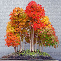 Trident Maple Tree Seeds - Acer buergerianum - Gorgeous Fall Colors - Bonsai Plant Seeds for Home Gardening