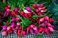 Easter Egg Radish Seeds - 500+ Count - Garden Planting - Raphanus sativus - USA Grown - Free Shipping