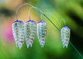 Greater Quaking Grass Seeds (50 Seeds) - Rattlesnake Grass, Briza maxima, Ornamental Drought-Resistant Perennial