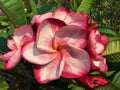 Plumeria Seeds - 5 Pack Pink & White Flowers - Perennial Plant Seeds - Frangipani (Plumeria spp.)