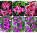 Rare Geranium Plants Set of 2, 10 to 12 Inch Tall, Each in Pot, Unique Varieties