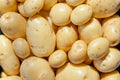 Yukon Gold Seed Potatoes for Planting - Organic, Certified, 1 lb - Solanum tuberosum