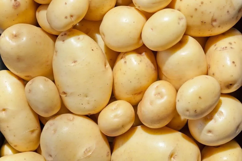Yukon Gold Seed Potatoes for Planting - Organic, Certified, 1 lb - Solanum tuberosum