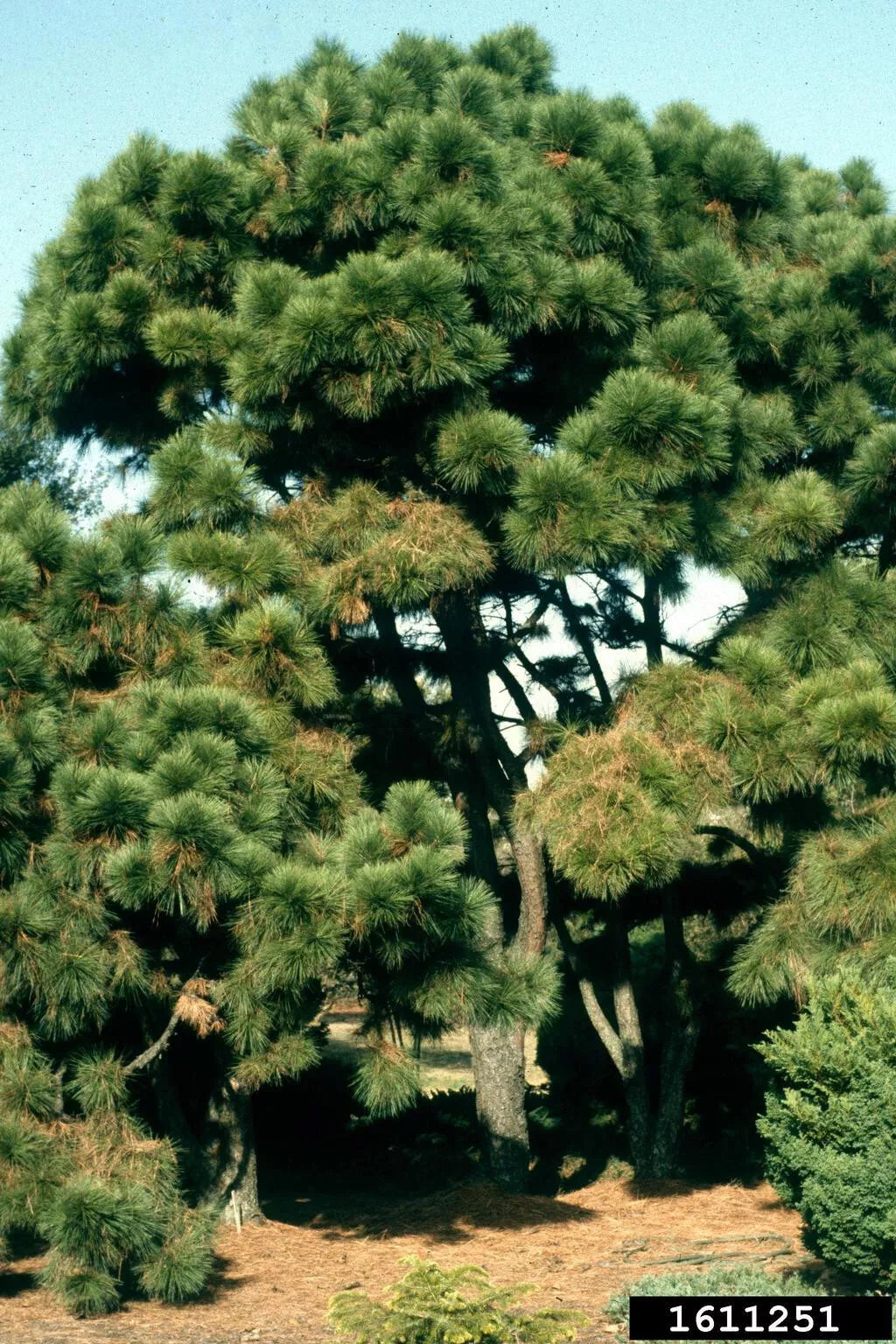 Loblolly Pine Tree Live Plant 12-16 Inches Set of 2 Pinus taeda Hardy for Zones 5-9 Ideal for Landscaping and Reforestation