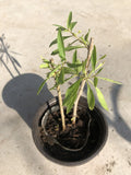 Goji Berry Plant Cuttings in Pot - Live Goji Berry Plants for Easy Planting - Lycium barbarum