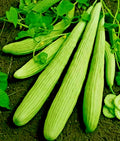 Organic Armenian Cucumber 'The Duke' for Tzatziki Sauce, 18-36" Long - Cucumis sativus