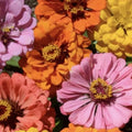 Peach Cobbler Zinnia Mix Seeds - 100 Organic Seeds - Zinnia elegans - USA Grown, Free Shipping