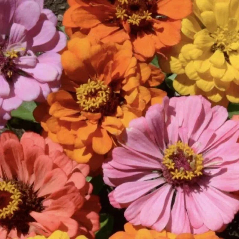 Peach Cobbler Zinnia Mix Seeds - 100 Organic Seeds - Zinnia elegans - USA Grown, Free Shipping