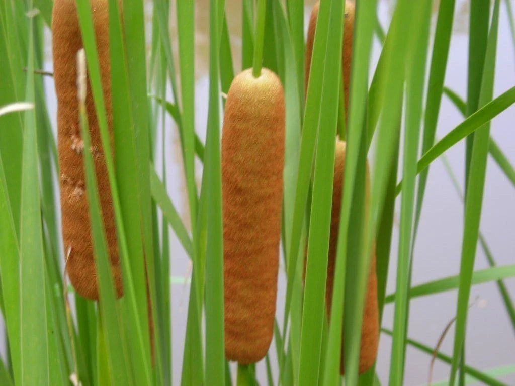 Cold Hardy Dwarf Cattail Plant - Live Aquatic Marginal Pond Plant (Typha latifolia) - Buy 2 Get 1 Free