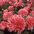Salmon Double Poppy Seeds - 200+ Count for Garden Planting - Papaver rhoeas - USA