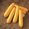 Golden Zucchini Squash Seeds - Fresh Heirloom Vegetable Seeds for Home Garden - Cucurbita pepo