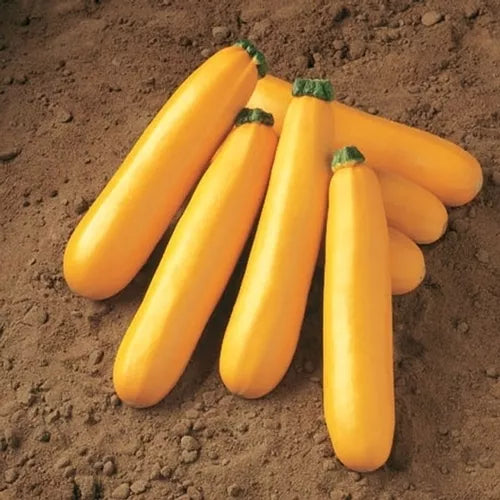 Golden Zucchini Squash Seeds - Fresh Heirloom Vegetable Seeds for Home Garden - Cucurbita pepo