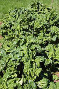 Spinach Seeds, Heirloom Bloomsdale Long Standing, 25+ Seeds, Ideal for Salads, Spinacia oleracea