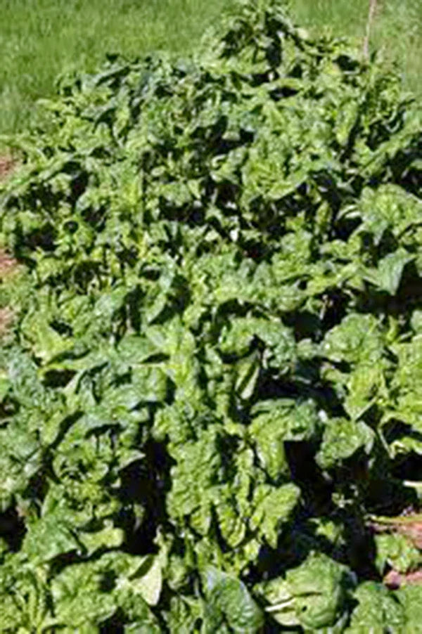 Spinach Seeds, Heirloom Bloomsdale Long Standing, 25+ Seeds, Ideal for Salads, Spinacia oleracea