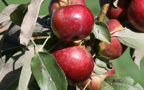 Frostbite Apple Seeds - 25+ Pack for Garden Planting - Malus domestica - USA