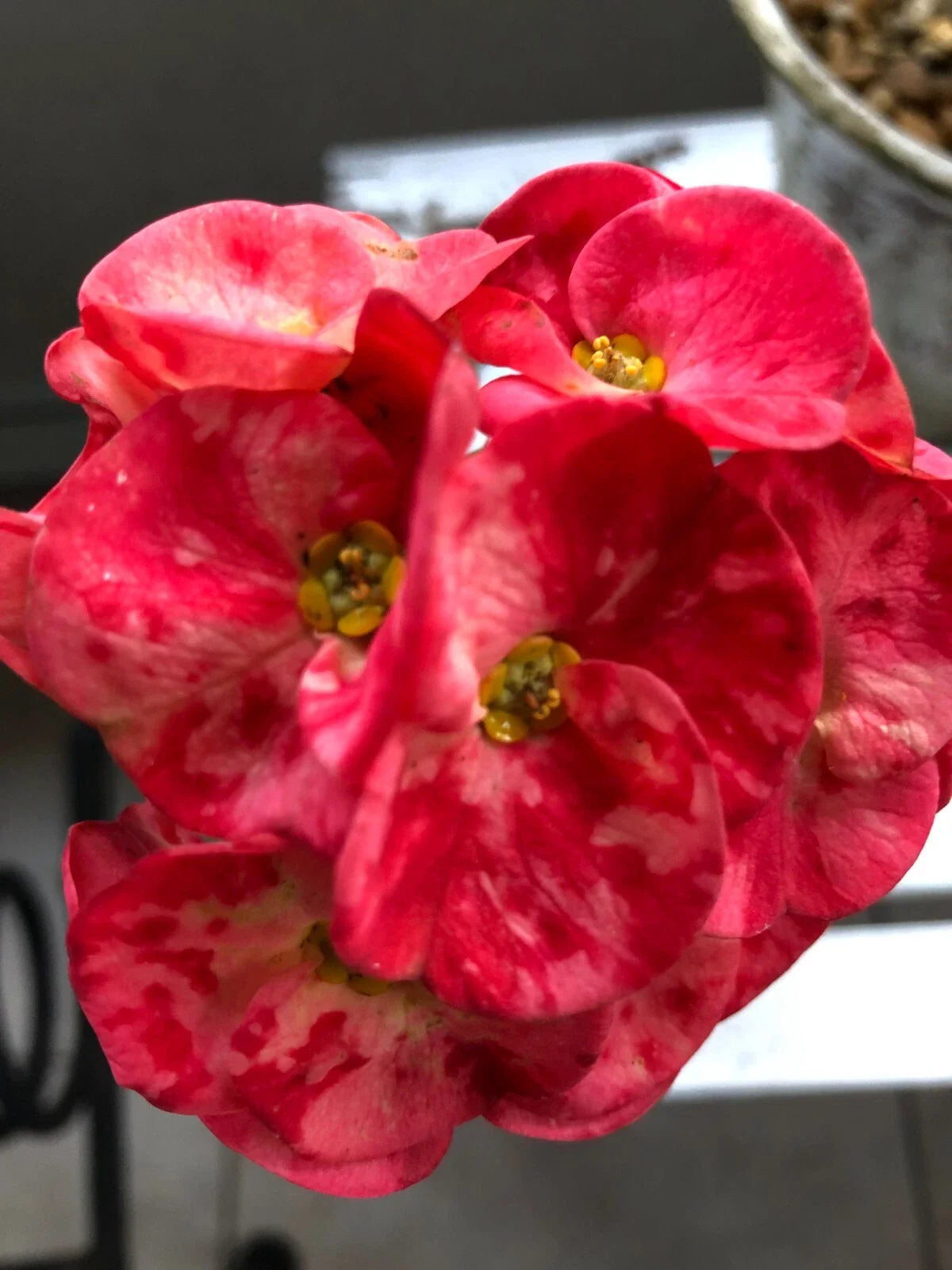 Thai Hybrid Crown of Thorns Cherries Jubilee Rooted Cutting - Euphorbia milii