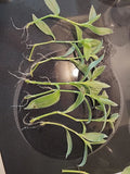 Tradescantia Albiflora Cuttings - 7 Pieces - Wandering Jew Plant - Easy Care Houseplant