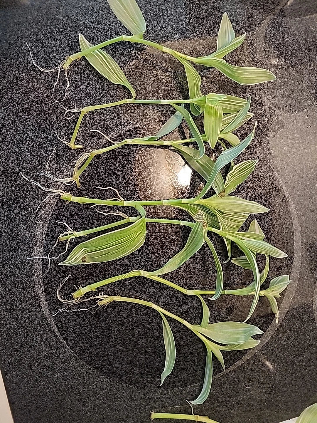 Tradescantia Albiflora Cuttings - 7 Pieces - Wandering Jew Plant - Easy Care Houseplant