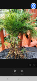 Eastern White Pine Tree Seedlings - Bare Root (100) 6-16 Inches - Pinus strobus - Maine Grown